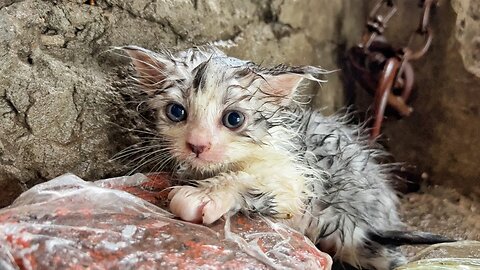 Rescue Kitten was trying to survive in the rain. Poor Kitten finding his mother in rain | Cat Dog