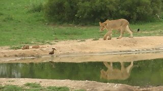 Playful lion attempts to hunt a small bird