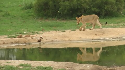 Playful lion attempts to hunt a small bird