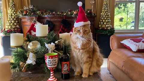 Great Dane & Cat Celebrate Day One On Wine Advent Calendar With "Cat-bernet"