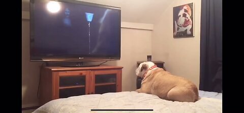 Bulldog watches horror movies dose something incredible during scary scenes