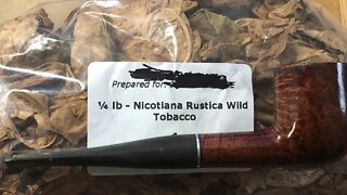 Wild Nicotiana Rustica Review