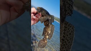 Goby, gudgeon fish, Adriatic Sea fishing