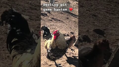 Darling little hen ❤️