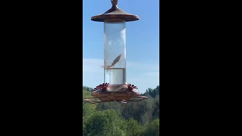 Hummingbird gets wrecked by a praying mantis 💀