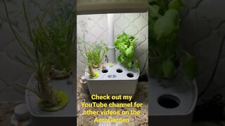 This is The Easiest Way To grow Fresh Herbs! Anyone can do it!