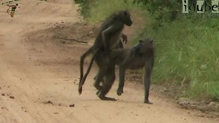 WILDlife: Baboon Lovin'