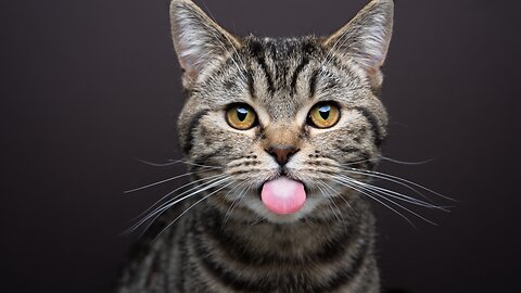 Funny Cat Pranks: Hilarious Tricks and Treats!