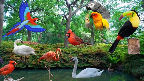 Birds sounds: duck, owl, swan, crow, eagle - Animal moments