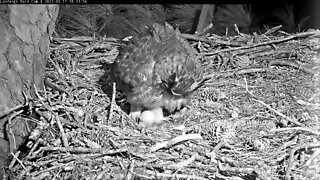 Female Great Horned Owl Rolls Her Egg 🦉 1/17/22 17:18