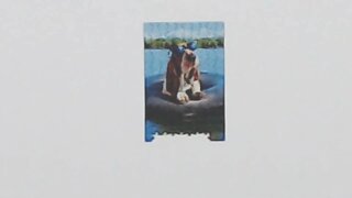 Cool Basset Hound Jigsaw Puzzle Time Lapse