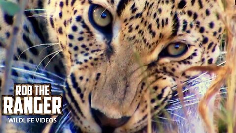 Leopard Finishing A Meal (Bushbuck) | Archive Wildlife Footage