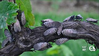 More invasive spotted lanternflys seen in Cleveland