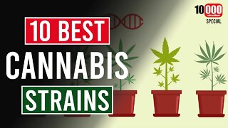 The 10 BEST Cannabis Strains! As Voted for by You 👊🤙🤘