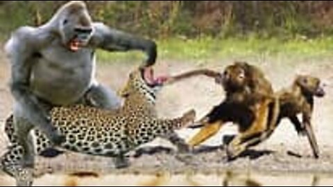 Incredible! Angry baboon mother tortures leopard to save her baby