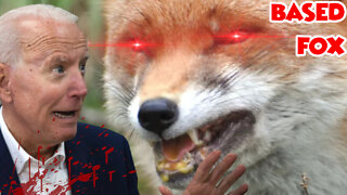 Rabid Fox Bites A Bunch Of Democrat Commies in DC