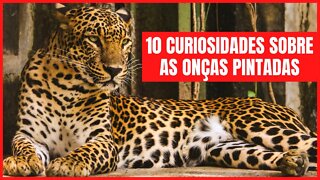 10 CURIOSIDADES SOBRE OS JAGUARES OU ONÇAS PINTADAS