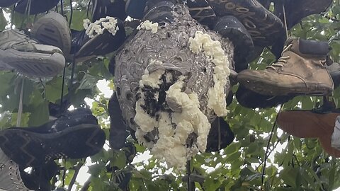 Red river gorge boot tree has giant wasp nest
