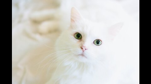 beautiful white cat with a red scarf licks her hand