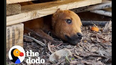 Stray Puppy Leads Rescuers To Her Secret Hideout | The Dodo
