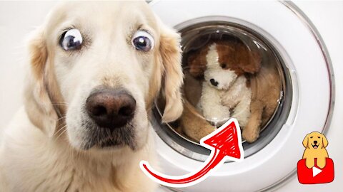 Cute dogs and Funny dogs - Try not to laugh