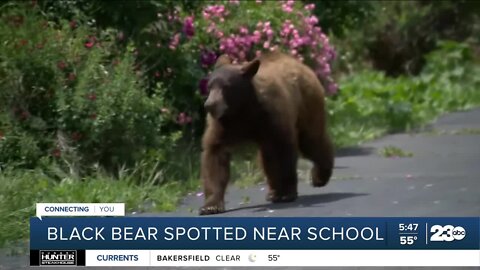 Black bear spotted near Vacaville school