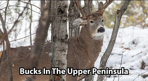 Numbers For Bagged Bucks In The Upper Peninsula Continue To Fall