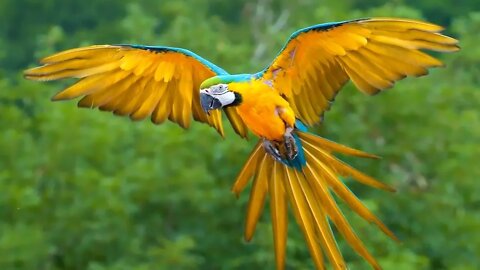 Most Beautiful Macaws on Planet Earth 7