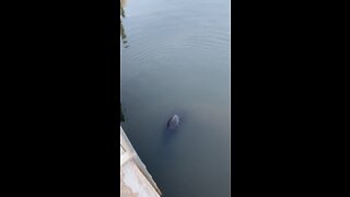 More baby manatees!