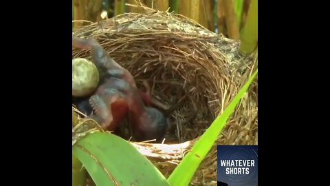 Baby cuckoo bird throws the other eggs out of the nest #shorts #animals #bird #eggs #wildlife