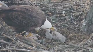 Hays Eagles H13 H14 H15 eaglets get dual fed huge fish dinner 3.29.21 18:29