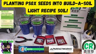 Planting PSGx seeds into solo cups with Build-A-Soil, Light Recipe organic soil!!