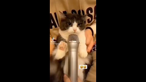 Funny cat singing about his girlfriend