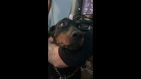 Doberman dog is comforted