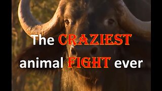 The most bizarre animal fights ever, the harsh existence of wild animals.