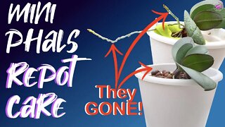 How I care for Mini Phalaenopsis | Care for organic media | Deep Dive into Potting Up Aerial Roots