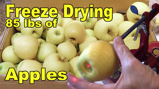 Freeze Drying This Years Apples - 86 lbs