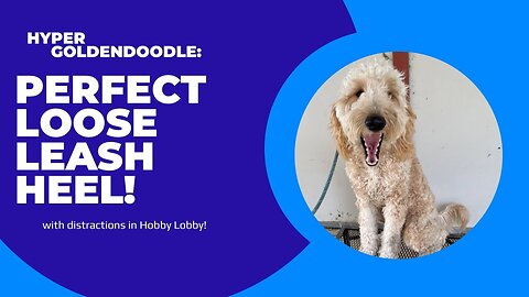 Hyper Goldendoodle Nails Perfect Loose Leash Heel in Hobby Lobby