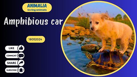 Amphibious car - loving animals
