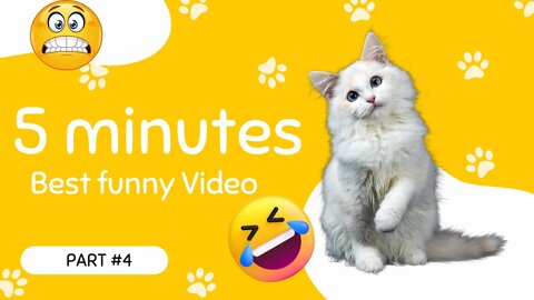 5 minutes Funny Cat Behavior Videos Make Laugh #4 | Cute Cat | Funny cat videos Complications