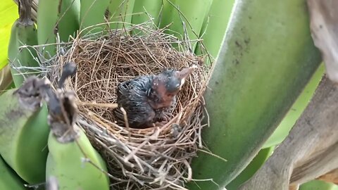 bulbul bird