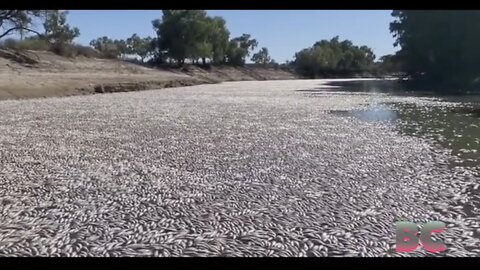 Millions of fish found dead in Australian river