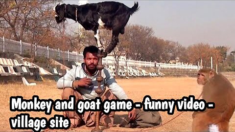 Monkey and goat game - funny video...