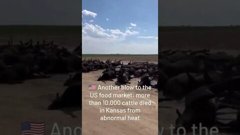 🇺🇲 Another Blow To The US Food Market: More Than 10,000 Cattle Died In Kansas From Abnormal "Heat"
