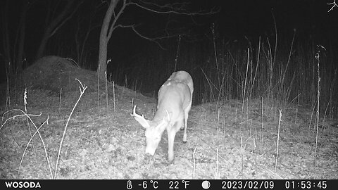 Trail Camera: Whitetail Buck