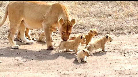 baby lion, mother has 6 kids