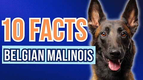 Facts about the amazing Belgian Malinois