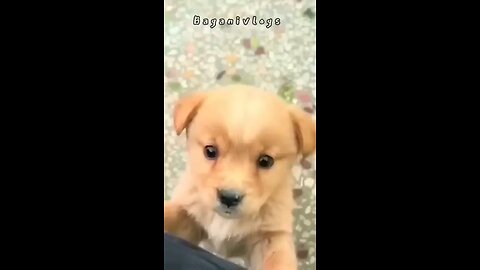 Cute_puppy_-_Beautiful_Barking