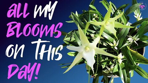 Blooms & Chill | February 2022 #Orchidsinbloom