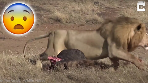 Lion Breaks Spine of Another Lion